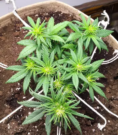Candy Kush (Herbies Seeds)