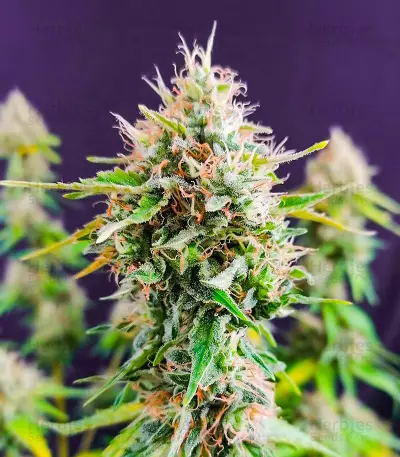 Candy Kush Fast Version Feminized Seeds (EGS)
