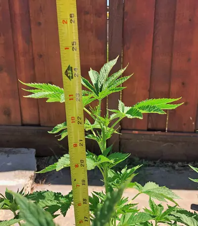 Gorilla G4 Auto (BlimBurn Seeds)