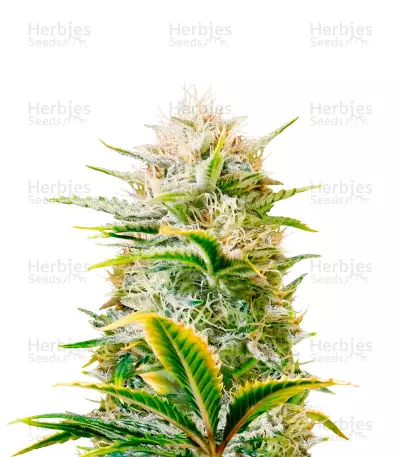 Gorilla Girl XL Auto เมล็ดพันธุ์พืชอัตโนมัติ (Sweet Seeds)