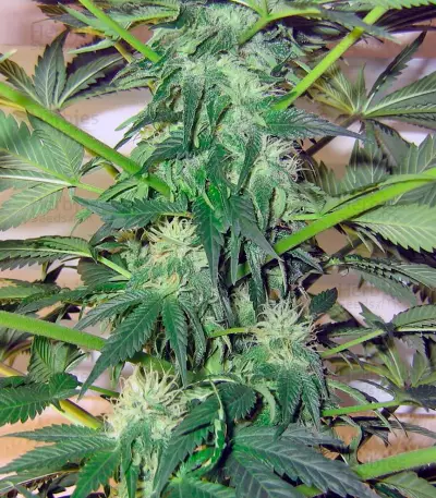 Great White Shark Seeds