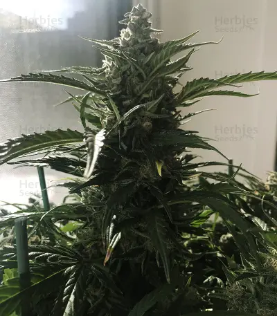 King’s Kush Auto CBD (GHS)