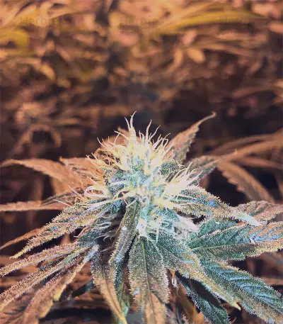 Kushberry feminized seeds