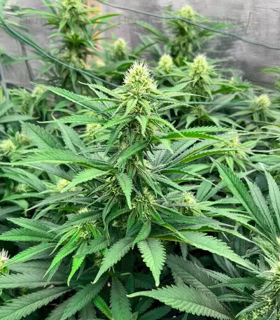 Lord Kush Early Version feminisierte Samen (Delicious Seeds)