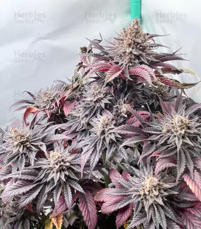 Semi a Fioritura Rapida Purple Lemonade FF (Fast Buds)