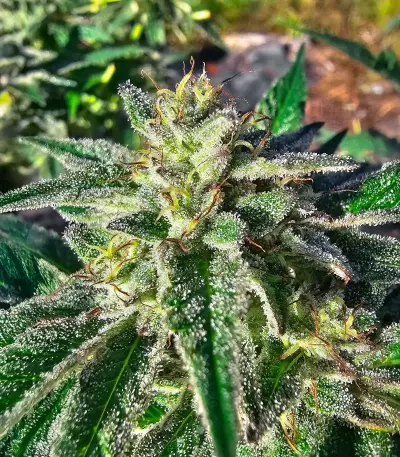 Semillas Feminizadas Sour Diesel x OG Kush (Seedkeepers)