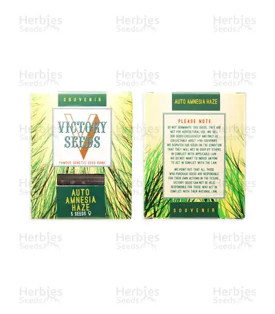 Auto Amnesia Haze feminized seeds