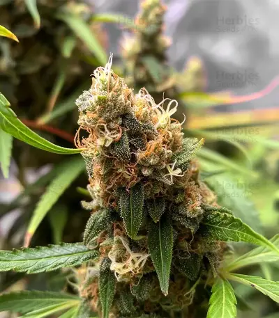 Auto Bubble Gum XXL semi femminizzati