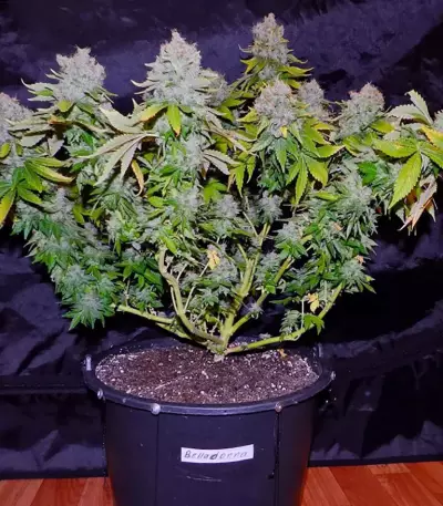 Belladonna feminized seeds