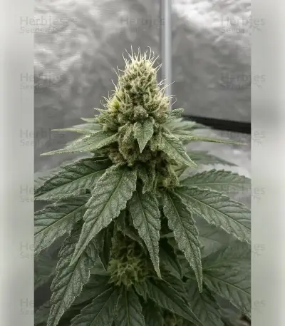 Black Cherry Gushers Seeds