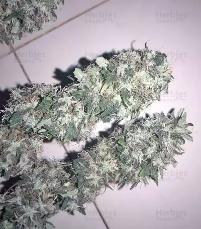 Bubba Delight Regular seeds