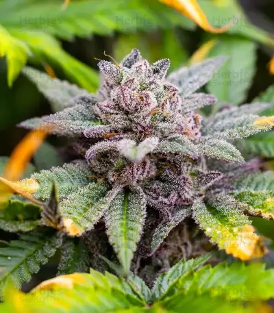 California Special feminized seeds