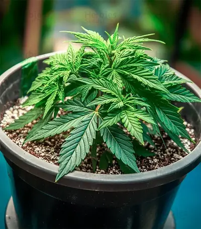 Candy Bubatz XL Auto Seeds