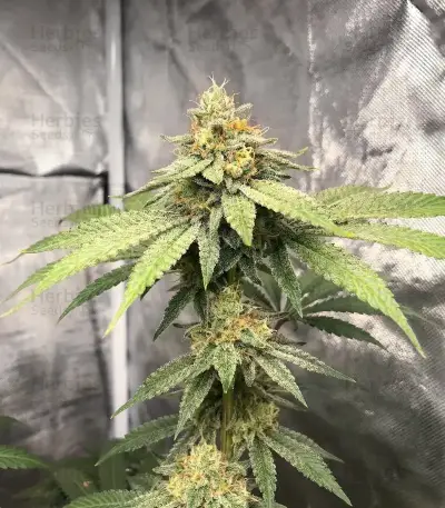 Cookies Gelato Seeds (Royal Queen Seeds)