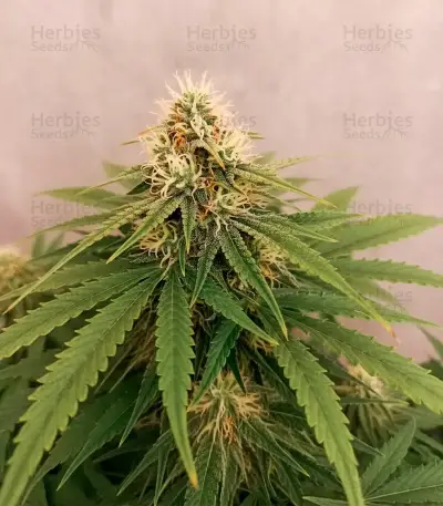 Doctor Shiva Auto (Flash Seeds)