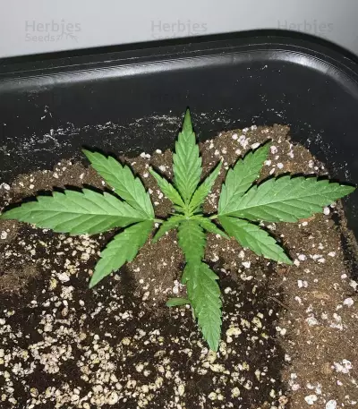 Semi femminizzati Exodus Cheese x Durban Panama