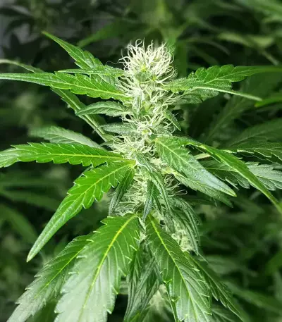 Exodus Cheese x Jack Herer x NL5 feminized seeds