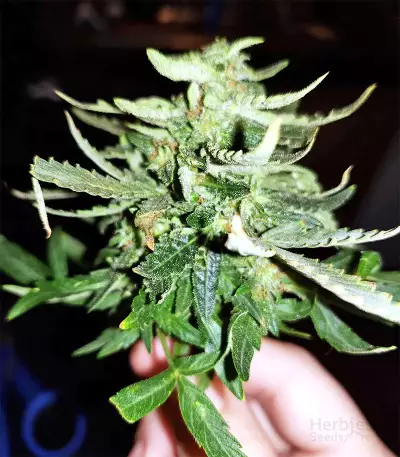 Gorilla Auto (GG#4 Original Glue Auto) (Expert Seeds)