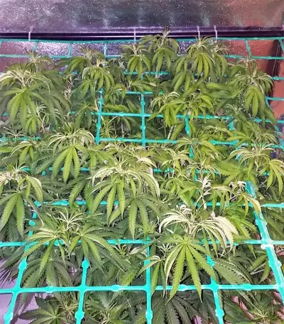 Graines de cannabis Z Gorilla (Original Sensible Seeds)