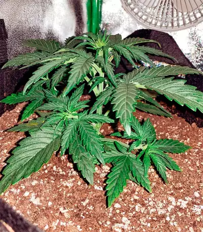 Grandaddy Purple Auto