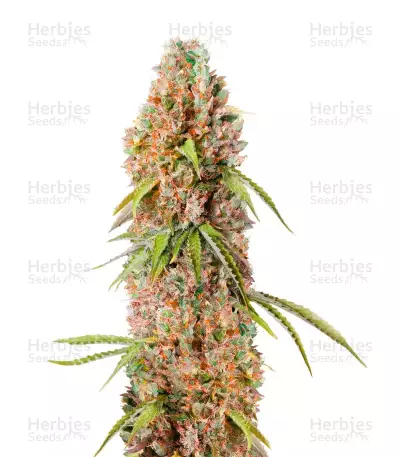 Green Crack Auto