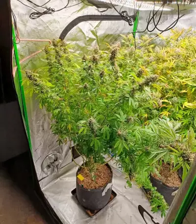 Killer Queen feminisierte Samen (Brothers Grimm Seeds)