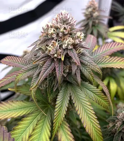 Mandarin Cookies (00 Seeds) Cannabis-Samen