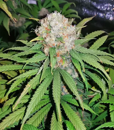 Semi regolari di Master Kush