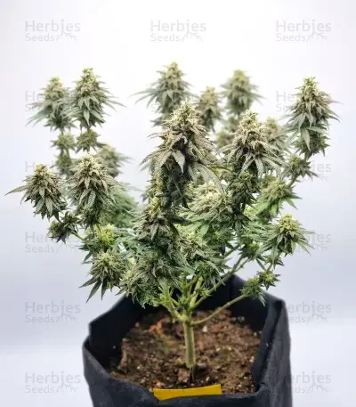 Mimosa Punch Auto Seeds