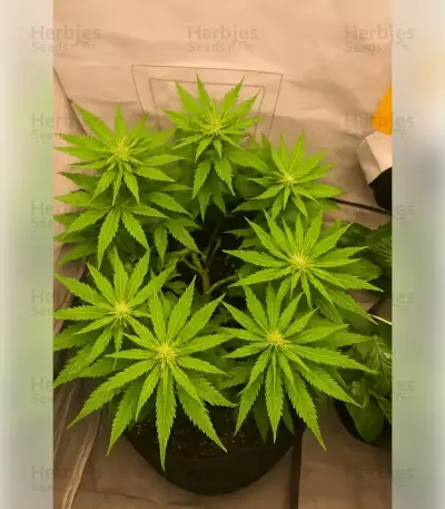 Graines de cannabis Northern Light (RQS)