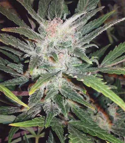 Original Auto White Widow (FastBuds)