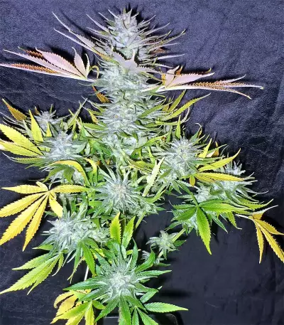 Graines de cannabis Panama (CannaBioGen)