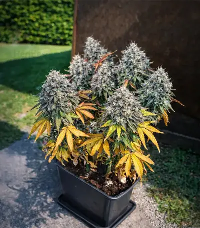Runtz Seeds
