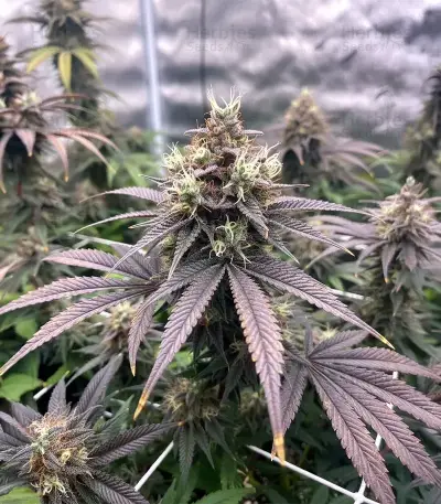 Graines de cannabis Soul Star (Dr. Underground)