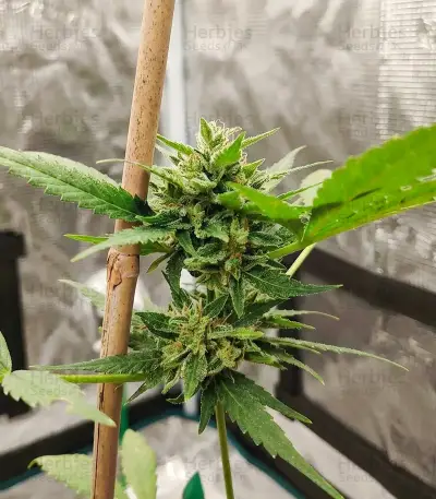 Space Cookies Auto (Delicious Seeds)