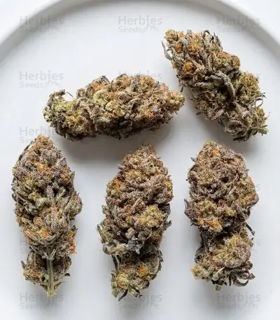 Strawberry Cough Auto Seeds