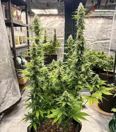 THC-Victory Auto Seeds