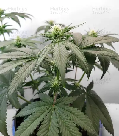 White Panther (White Snurf) feminized seeds