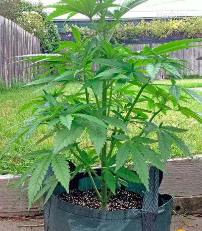 Graines de cannabis White Widow regular (Nirvana Seeds)