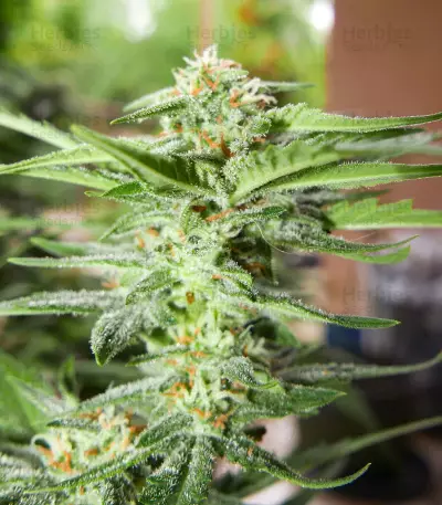 Trainwreck Fast Version (Herbies Seeds)