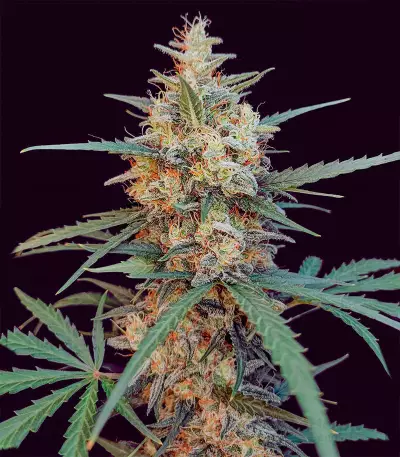 Chemdog Autoflower (Herbies Seeds)