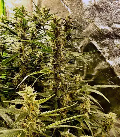 K.O Crop Auto Seeds