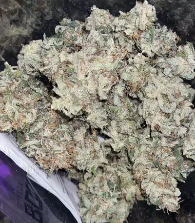 Amphetamine Auto (Cream of the Crop Seeds)