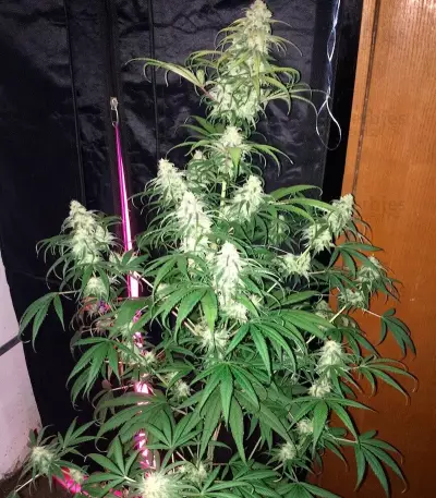 Lemon Shining Silver Haze feminized seeds