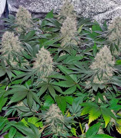 Graines de cannabis Neville's Haze (GHS)