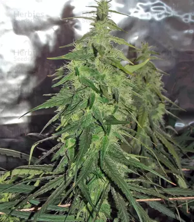 Desfrán feminized seeds