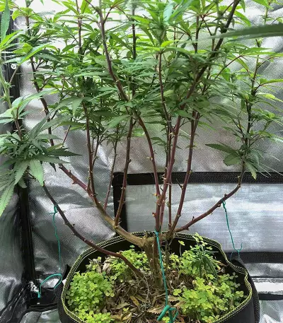Cali Bay Dream feminized seeds