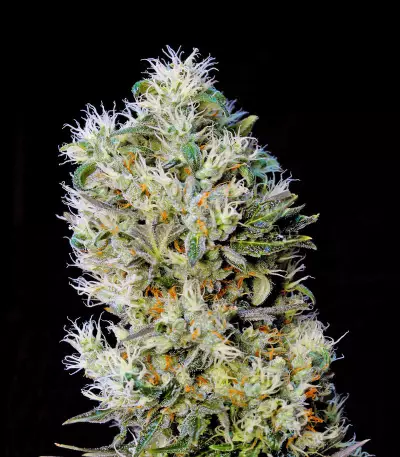 Amnesia Bilbo Auto Seeds