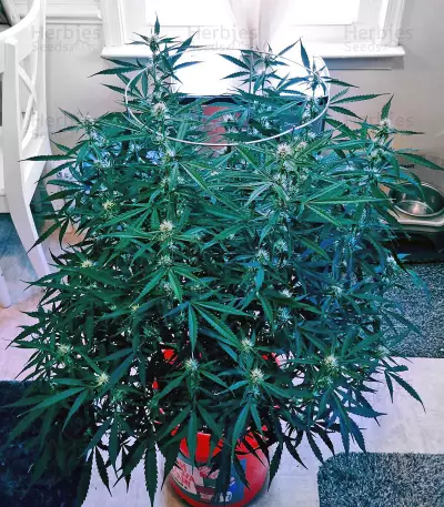 Amnesia Haze Auto strain