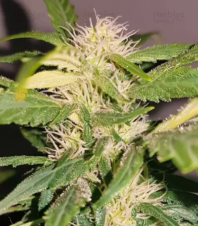 Auto Kaya 47 feminized seeds